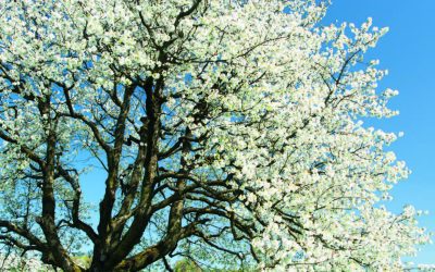 Spring Forecast 2026